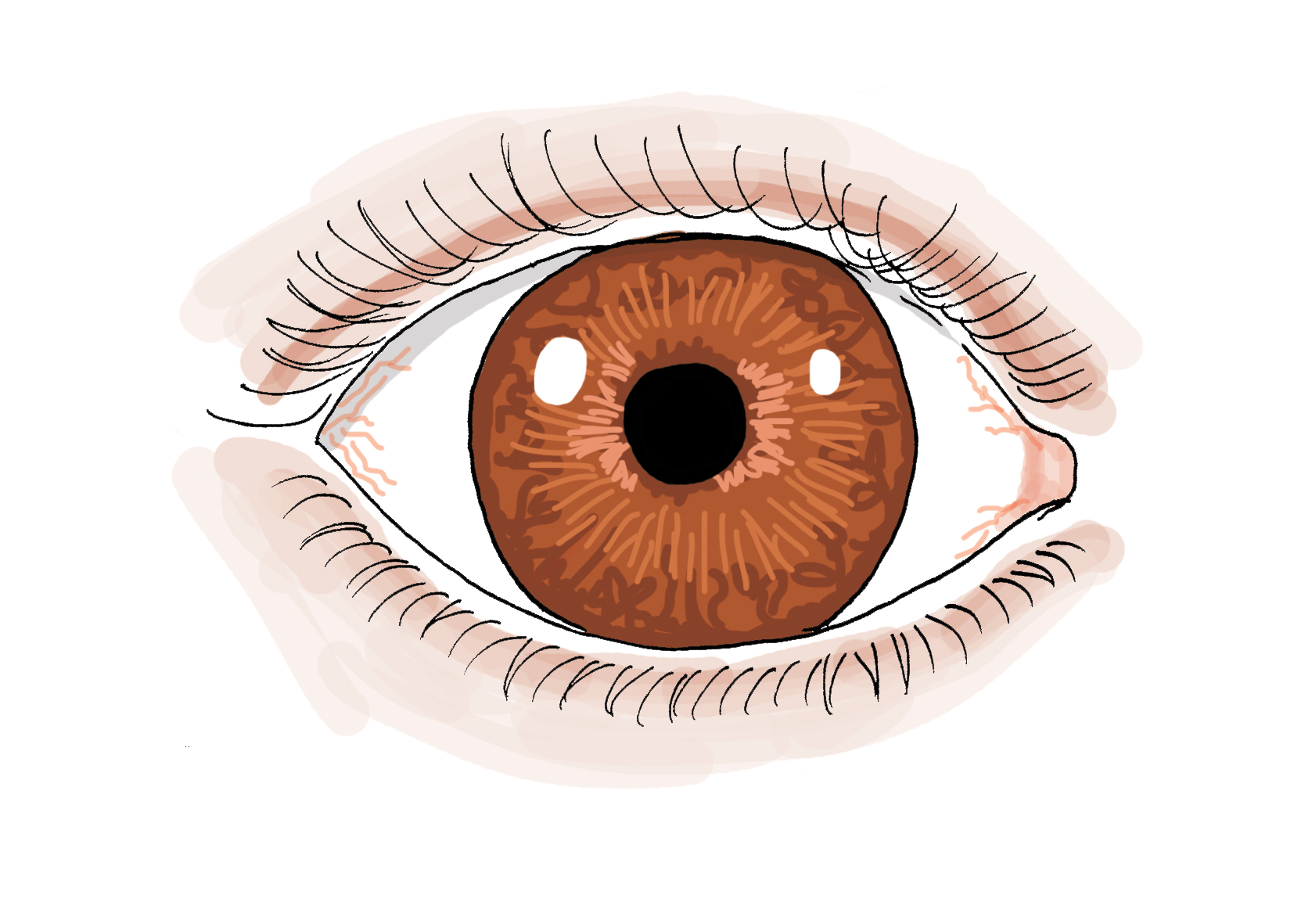 tekening van een oog met een bruine iris.